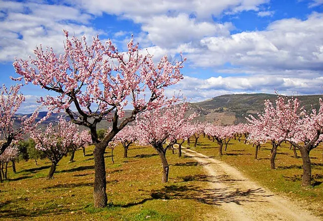 amendoeiras em flor